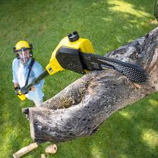 Best Palm Tree Trimming  in Wilkinson Heights, SC